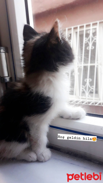 Tekir Kedi, Kedi  Hila fotoğrafı