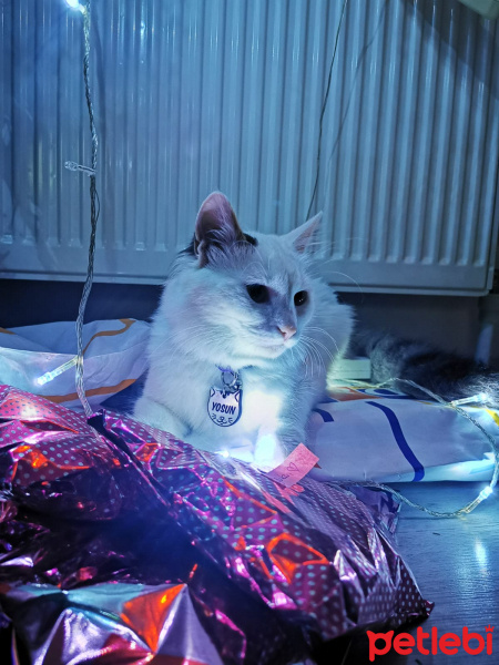 Soke, Kedi  Yosun fotoğrafı