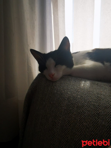 Soke, Kedi  Milka fotoğrafı