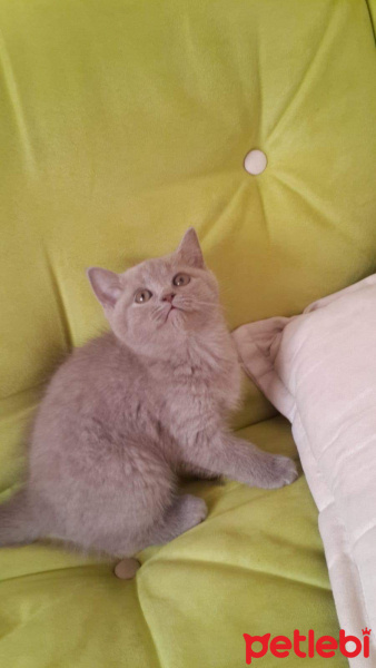 British Shorthair, Kedi  Mişa fotoğrafı