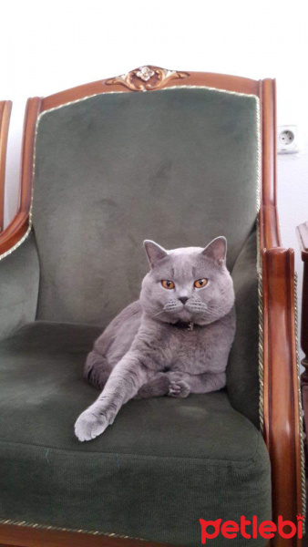British Shorthair, Kedi  Mişa fotoğrafı