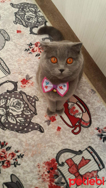 British Shorthair, Kedi  Mişa fotoğrafı