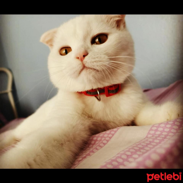 Scottish Fold, Kedi  Pamuk fotoğrafı