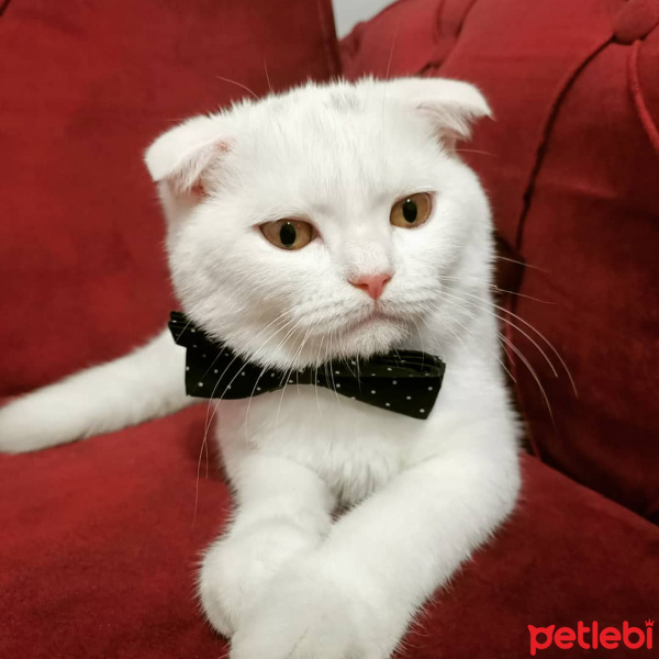 Scottish Fold, Kedi  Pamuk fotoğrafı