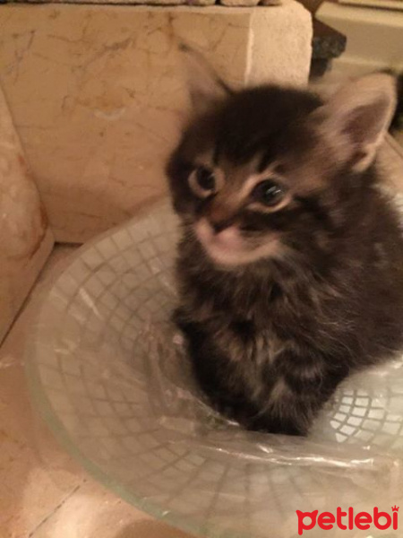 Tekir Kedi, Kedi  lia fotoğrafı