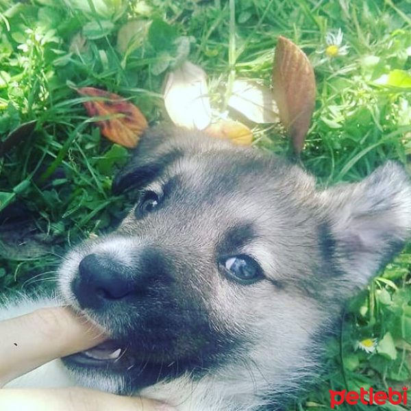 Sokö (Sokak Köpeği), Köpek  Badi fotoğrafı