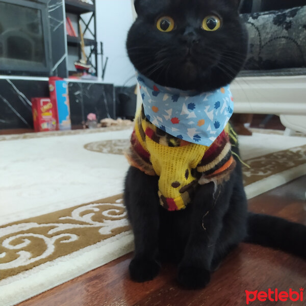 Scottish Fold, Kedi  Gece fotoğrafı