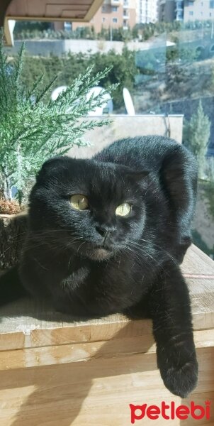 Scottish Fold, Kedi  Gece fotoğrafı