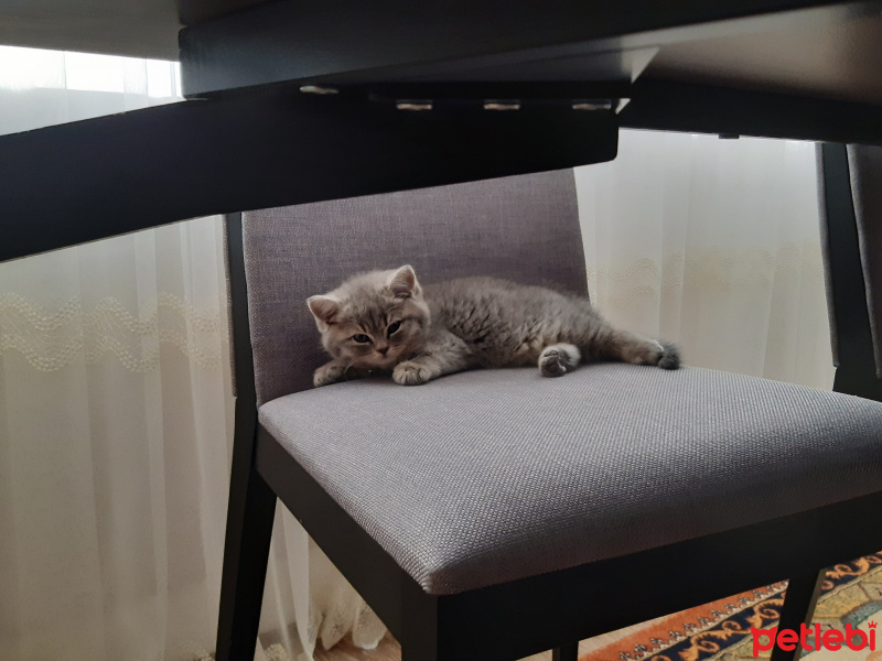 British Shorthair, Kedi  Marvel fotoğrafı
