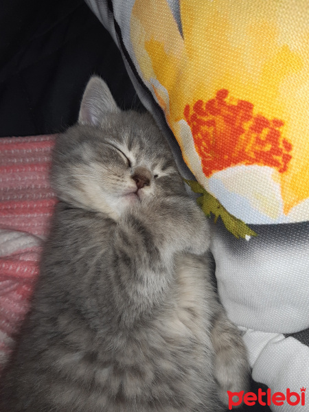 British Shorthair, Kedi  Marvel fotoğrafı