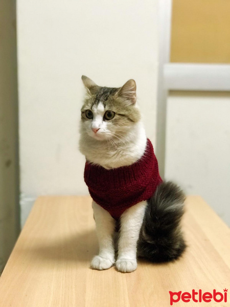 Ragamuffin, Kedi  Rüzgar fotoğrafı