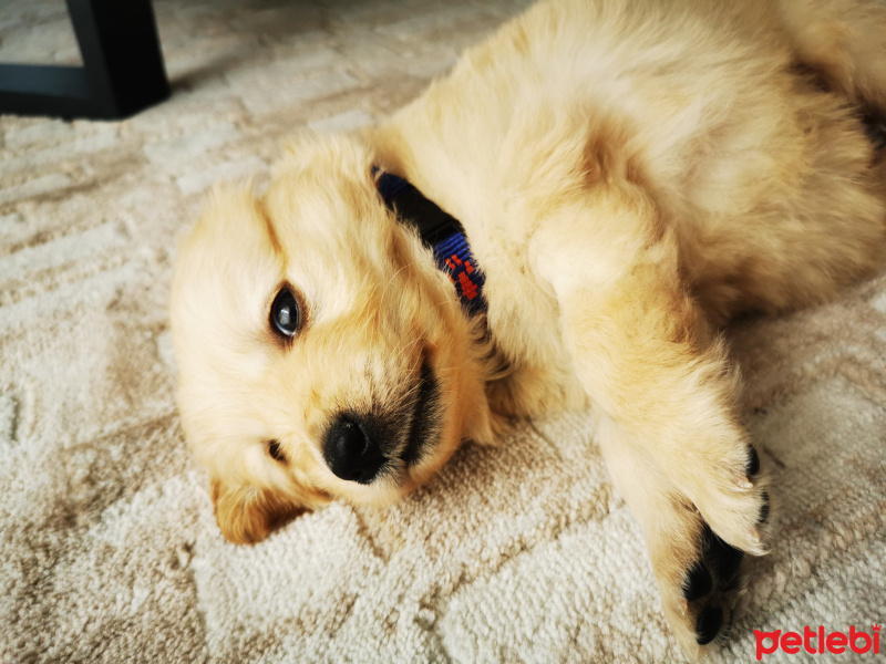 Golden Retriever, Köpek  Dj Bolt fotoğrafı