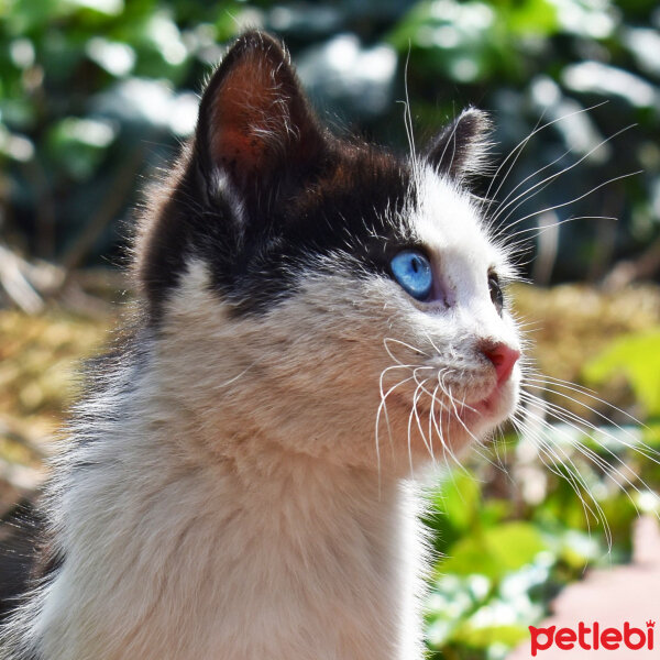 Tuxedo (Smokin) Kedi, Kedi  Berat Miyavgil fotoğrafı