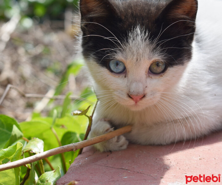 Tuxedo (Smokin) Kedi, Kedi  Berat Miyavgil fotoğrafı