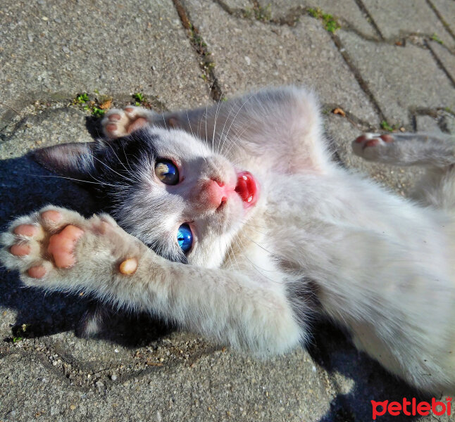 Tuxedo (Smokin) Kedi, Kedi  Berat Miyavgil fotoğrafı