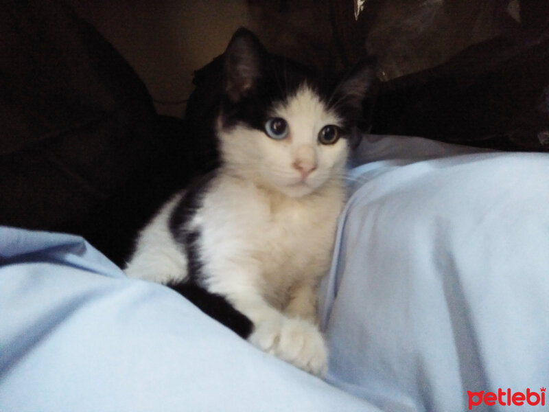 Tuxedo (Smokin) Kedi, Kedi  Berat Miyavgil fotoğrafı