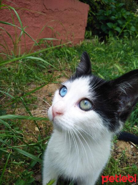 Tuxedo (Smokin) Kedi, Kedi  Berat Miyavgil fotoğrafı