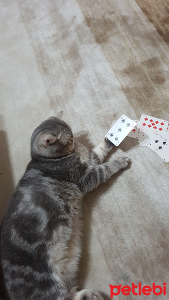 British Shorthair, Kedi  Şakir fotoğrafı