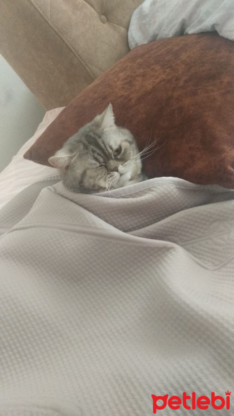 British Shorthair, Kedi  Şakir fotoğrafı