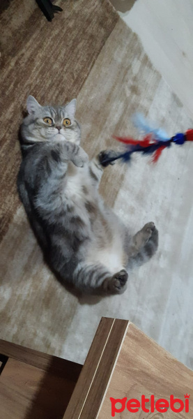 British Shorthair, Kedi  Şakir fotoğrafı