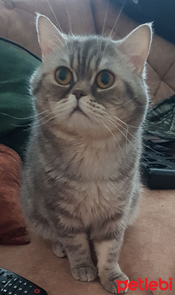 British Shorthair, Kedi  Şakir fotoğrafı