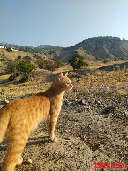 Tekir Kedi, Kedi  Güzide fotoğrafı