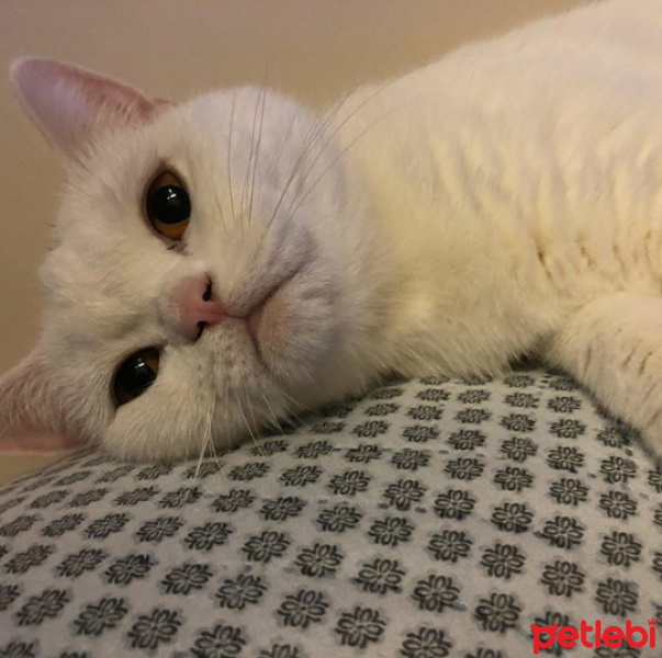 British Shorthair, Kedi  Isabella fotoğrafı