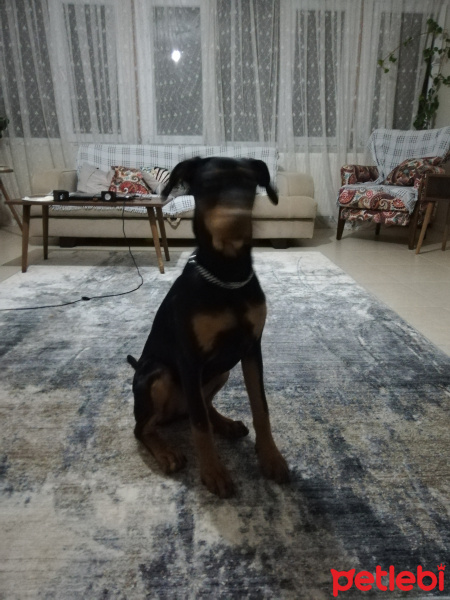 Doberman Pinscher, Köpek  Farfara fotoğrafı