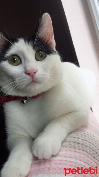 Tekir Kedi, Kedi  Kaymak fotoğrafı