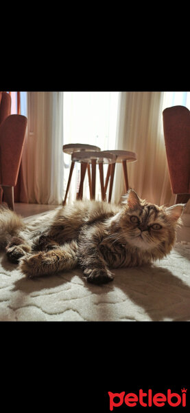 İran Kedisi (Persian), Kedi  Miya fotoğrafı