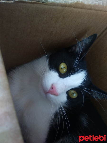 Tuxedo (Smokin) Kedi, Kedi  MİA fotoğrafı