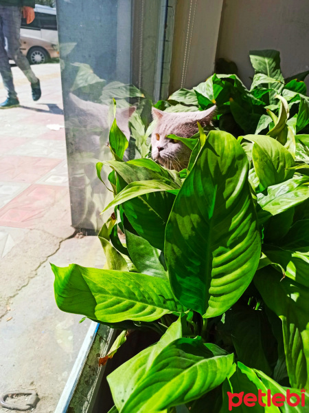 British Shorthair, Kedi  YAMAN fotoğrafı