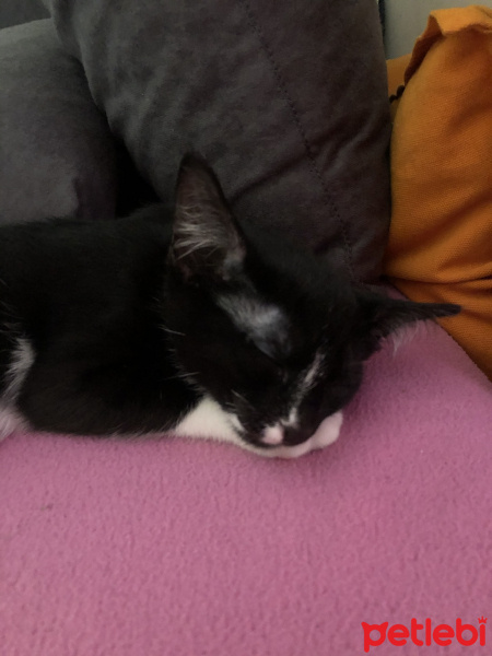 Tuxedo (Smokin) Kedi, Kedi  Mars fotoğrafı
