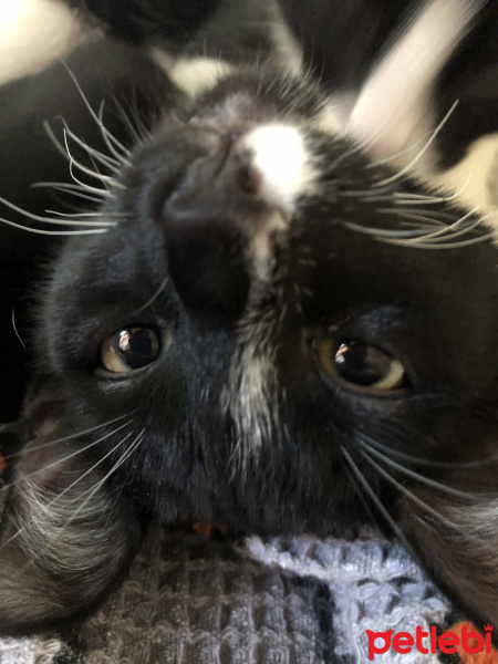 Tuxedo (Smokin) Kedi, Kedi  Mars fotoğrafı