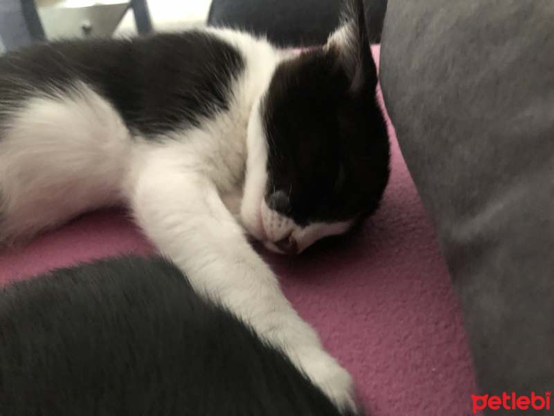 Tuxedo (Smokin) Kedi, Kedi  Niks fotoğrafı