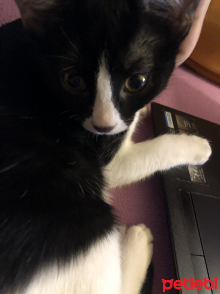 Tuxedo (Smokin) Kedi, Kedi  Niks fotoğrafı