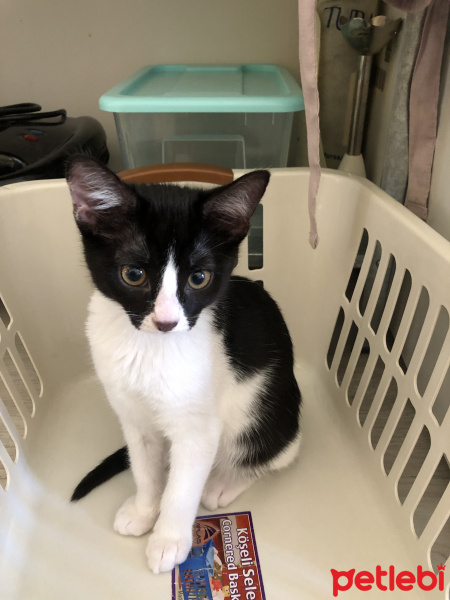 Tuxedo (Smokin) Kedi, Kedi  Niks fotoğrafı
