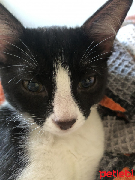 Tuxedo (Smokin) Kedi, Kedi  Niks fotoğrafı