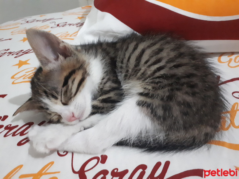Tekir Kedi, Kedi  Çakıl fotoğrafı