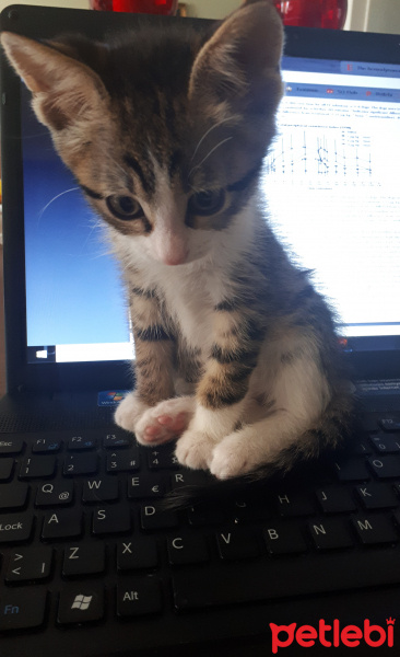 Tekir Kedi, Kedi  Çakıl fotoğrafı