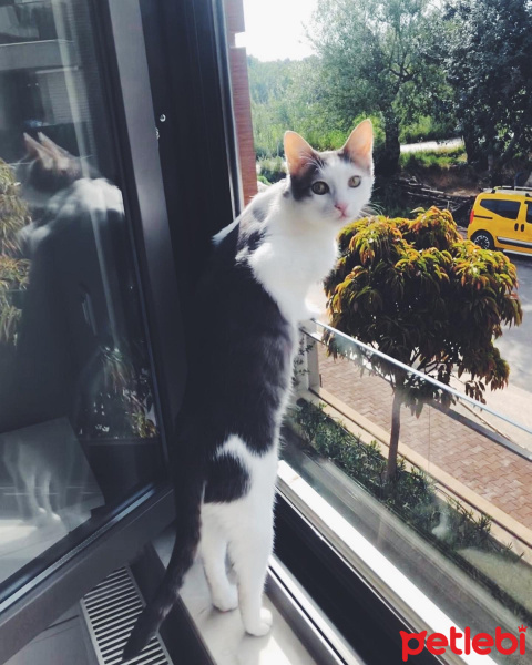 Tekir Kedi, Kedi  Mini fotoğrafı