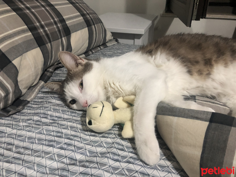 Tekir Kedi, Kedi  Mini fotoğrafı