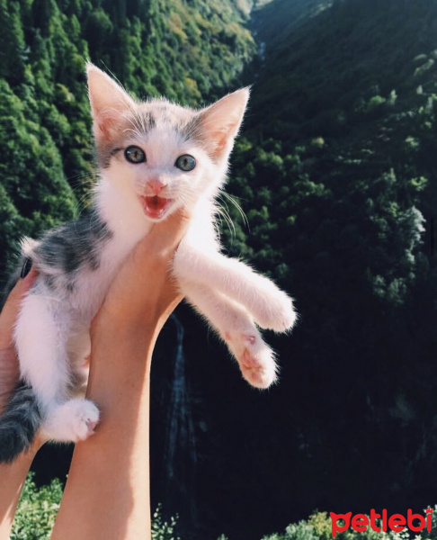 Tekir Kedi, Kedi  Mini fotoğrafı