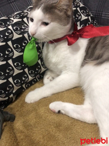 Tekir Kedi, Kedi  Mini fotoğrafı