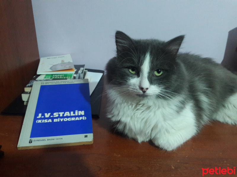 Tekir Kedi, Kedi  Prince fotoğrafı