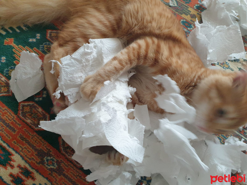 Tekir Kedi, Kedi  Yoda fotoğrafı