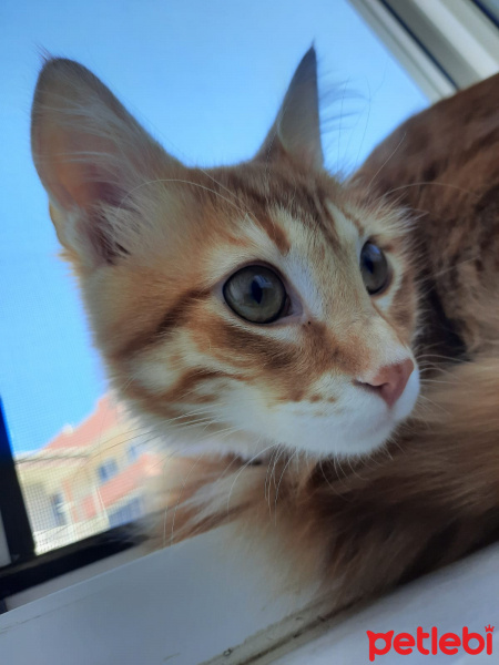 Tekir Kedi, Kedi  Yoda fotoğrafı