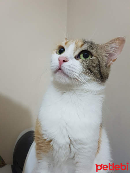 Sarman, Kedi  Mia fotoğrafı