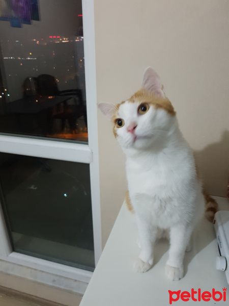 Sarman, Kedi  Pia fotoğrafı