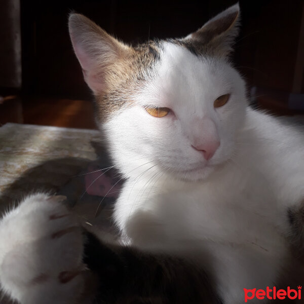 Tekir Kedi, Kedi  Çiko fotoğrafı